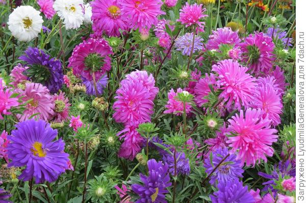 Если астры зацвели - значит и правда осень пришла.