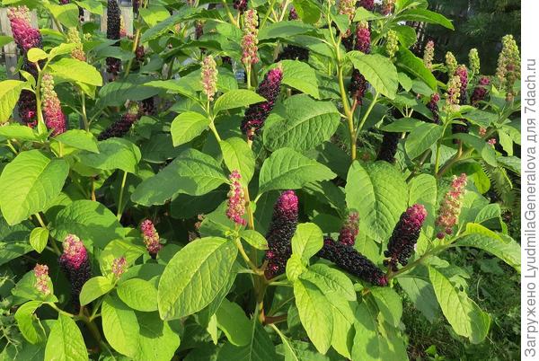 Пять часов вечера. Солнечные лучики меняют даже зелень. Посмотрите какая волшебная зелень. Почти весенняя.