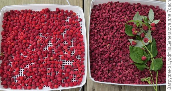 А я всё шушу, шушу...