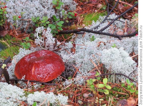 Такие боровики в тайге растут. Ножка толстенная и вся в мох "утоплена".