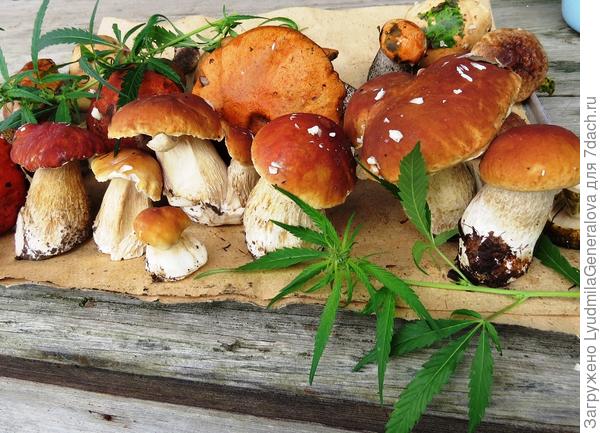 Не богат "улов", но и этому очень рада.