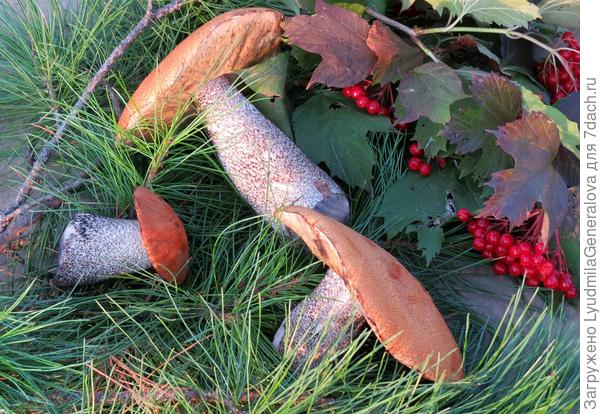 Подосиновики.