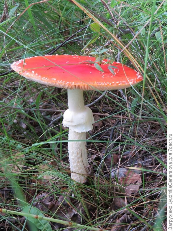 С "юбочкой". Классика!