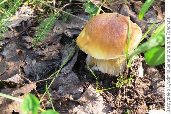 У этого местожительства - берёзовый лес.