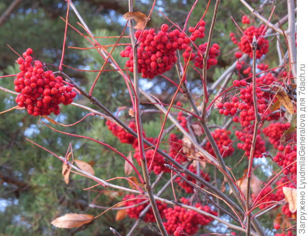 Иду вчера вечером домой и все время попадается на глаза рябина.  Кисти яркие, полновесные. Вот так и в жизни твоей - пусть всё будет полновесным!