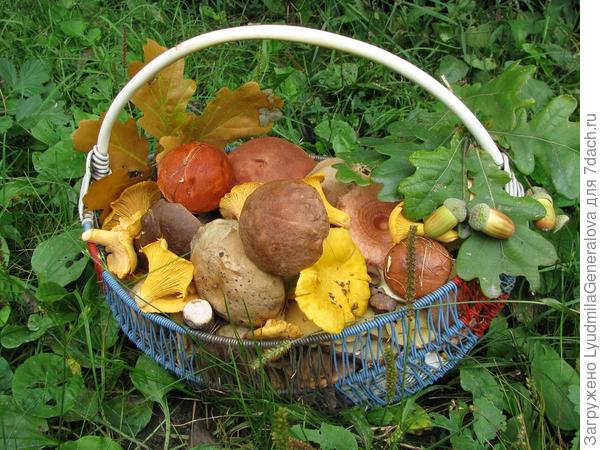 Уже выставляла эту корзинку в фотоконкурсе.  Для меня памятная. Это грибы, собранные в белорусских кустниках (лесочках)