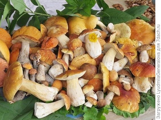 А это уже наш - сибирский... Прошлогодний вл!