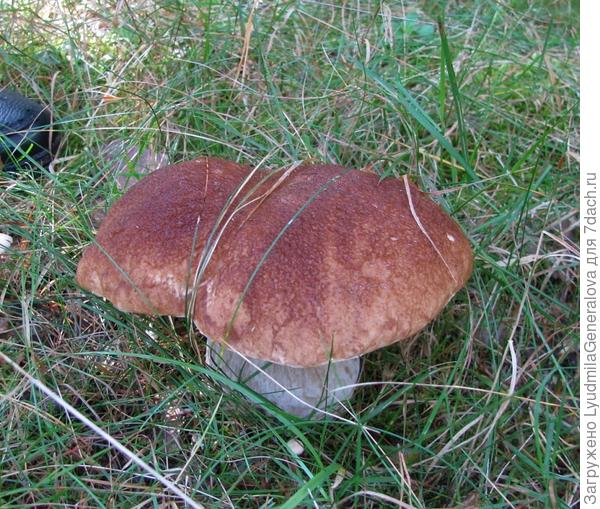 Вот такого здоровья! (Сразу забыла прикрепить фото)