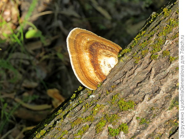Диск &quot;НЛОшки&quot;  облюбовал для посадки поваленный ствол.