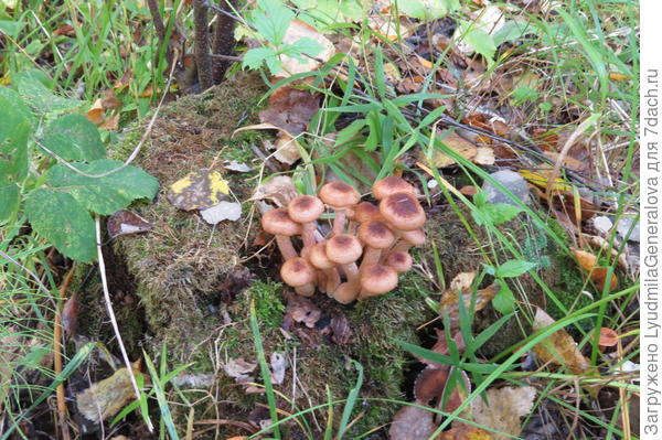 И всё же чаще опята растут на поваленных деревьях. Главное вовремя выйти на грибную тропу, чтобы не переросли!