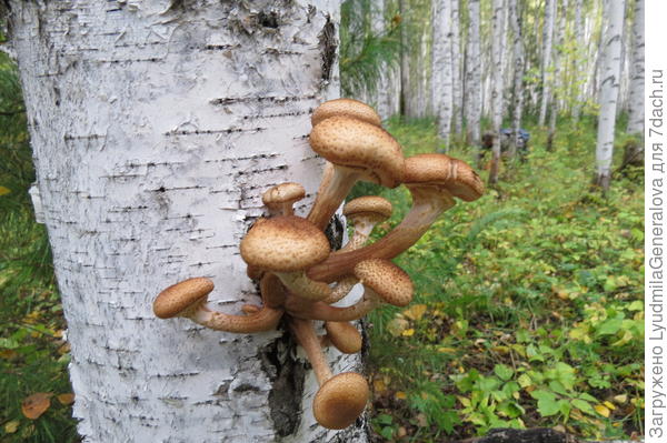 Такие симпатичные букетики!  И каждый просится в кадр! Хорошо что конкурентов не было. Можно было сколько угодно щёлкать и потом спокойно отправлять в рюкзак. Такие грибочки и не поломаются, и нести легче. Вернее сказать - больше принесешь домой с меньшими затратами сил. Руки то всего две.  А тут и ножик в руках, и фот-т, и пакет для грибов