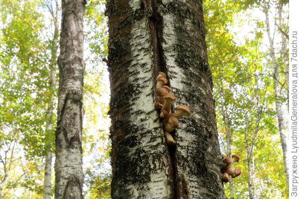 Мне как-то попалась берёза с двумя продольными трещинами почти до макушки. И опята поздние такие толстенькие, молоденькие. А достать их.... смогла только зуммом. На память кадрик остался. Грибов нашли столько, что повода для расстройства не было! Донести бы и переработать!