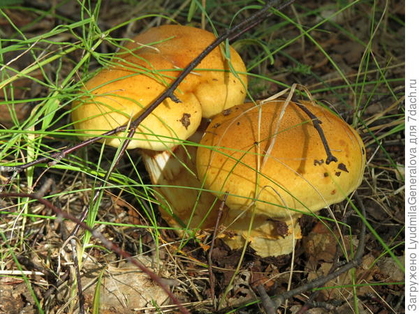 А эти наоборот - отменные крепыши. Так и просятся в корзину.