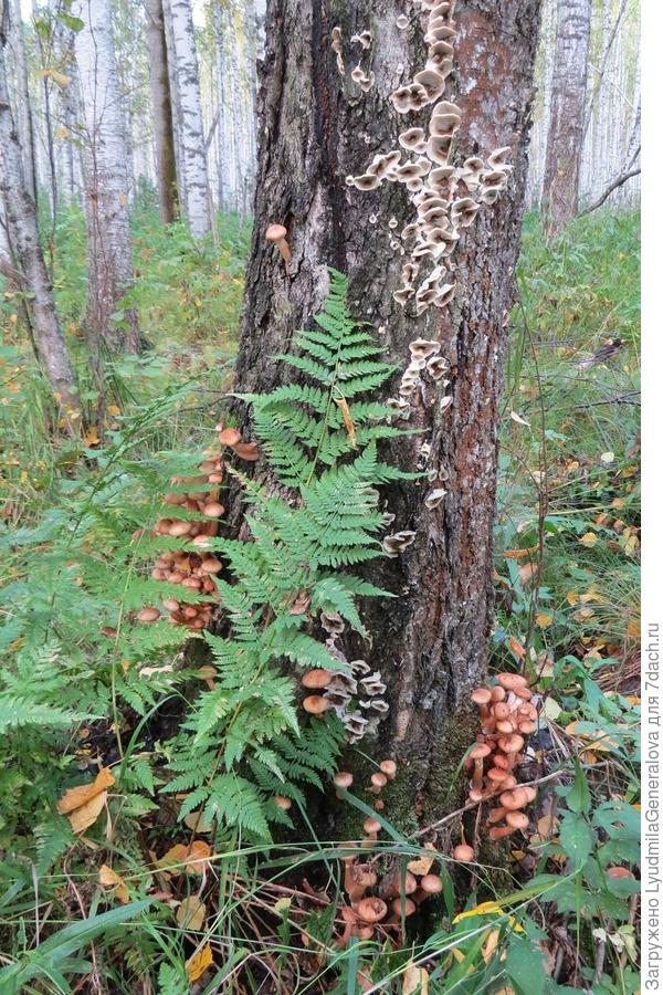 Если дерево "урожайное", то внизу легко собрать и фотографировать одно удовольствие. Главное не забыть щелкнуть!!