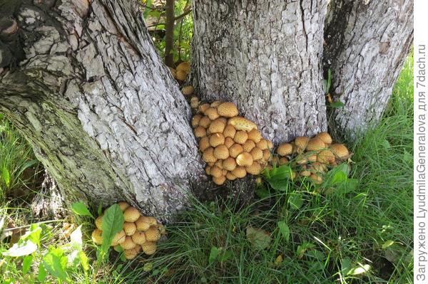 Этим всё нипочём!  Растут где хотят, и не тесно им!