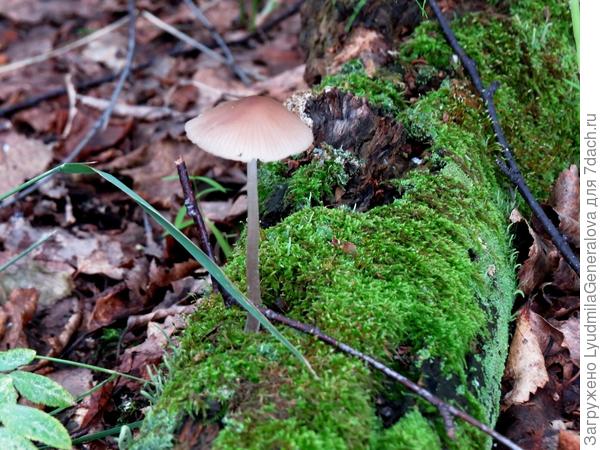 Вот такая стройность и изящество.