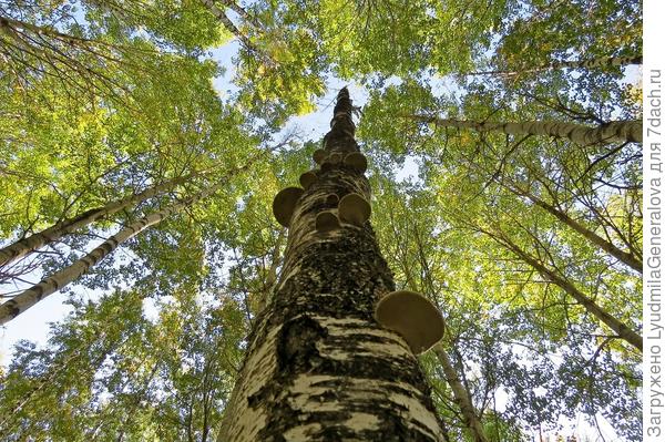 Ну, как без фотоаппарата в лес ходить? Красотища такая! Зимой от просмотра таких фотографий получаешь не меньшее удовольствие, чем от сбора грибов. Если бы еще техника передавала и запахи... Размечталась. Но ... хорошо хоть видеоролик можно маленький заснять. И печатать фотки не надо. Включить ноут и любуйся, когда время есть.