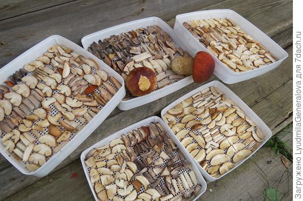 Белые и подосиновики  - к сушке