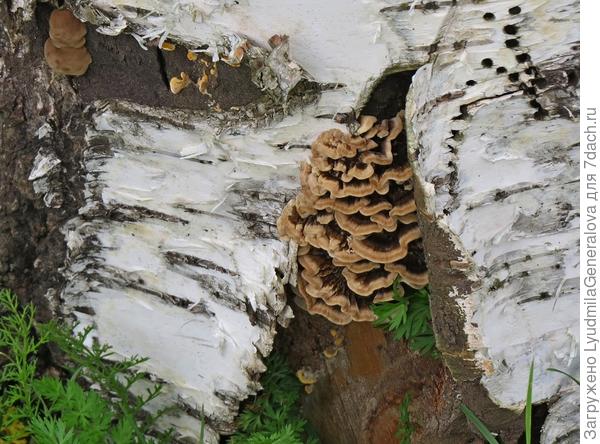 Пролежало берёзовое полено год и уже грибы его оккупировали.