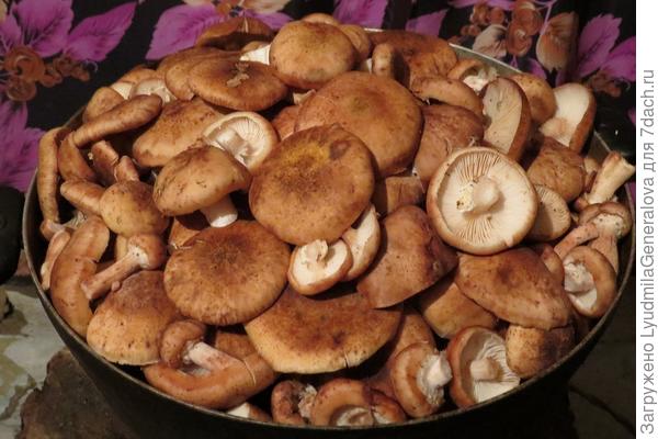 Шляпки опят готовы для варки.