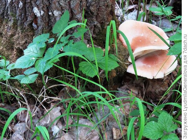 Эти в городском парке  росли