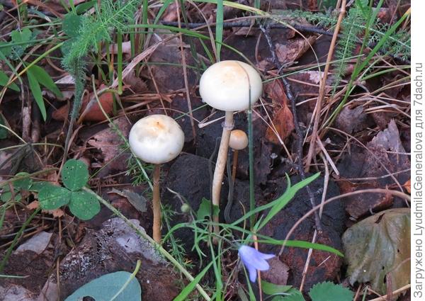 Тонконожки какие-то