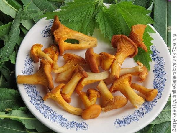 Свежие хорошо хранятся в холодильнике. Запомнила, что свежие полезнее и ем.