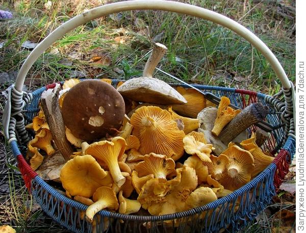 Они и червивыми-то никогда не бывают! Даже мухоморы черви точат, а лисички - нет!