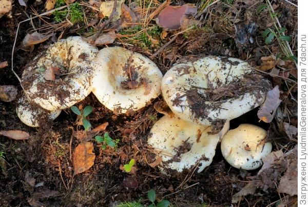 Семейка груздочков