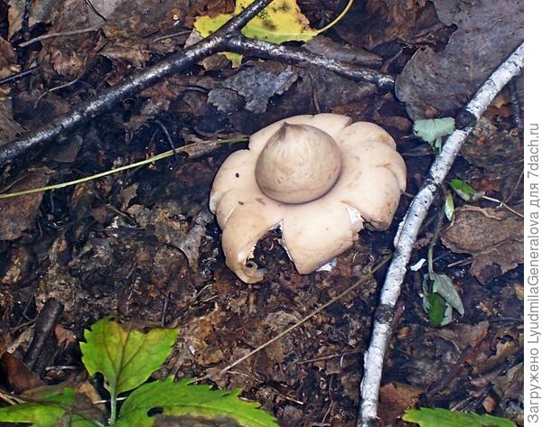 Ну, разве не чудо? Тоже ведь какой-то гриб!