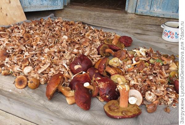 Случайная добыча. В футболках домой принесли.