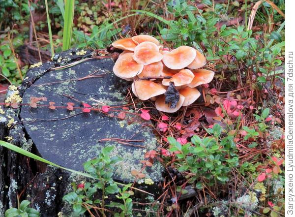 А эти в урмане украсили пенёк. Да ещё и дождь моросил, все краски ярче стали.