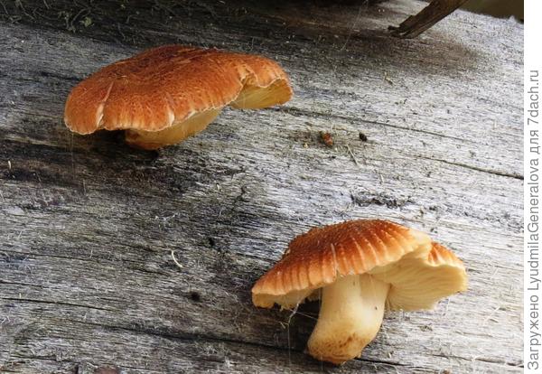 Единственное условие - чтобы влага была.