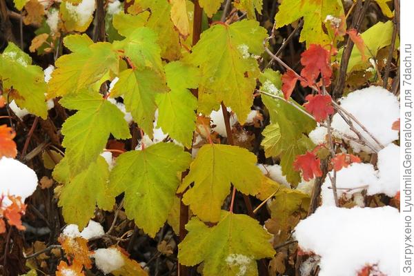 Осенние акварели