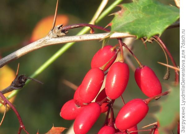 Барбариски.