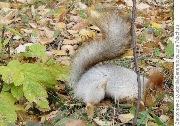 У всех заготовки, заготовки... Белка делает запасы.