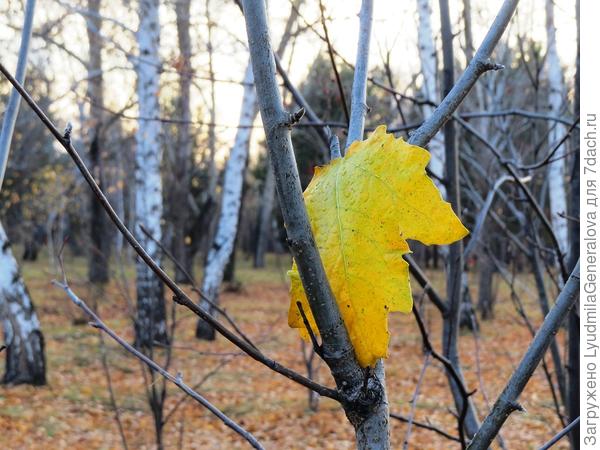 Щёлкнула просто так  листик, а теперь насмотреться на этот кадр не могу!!!