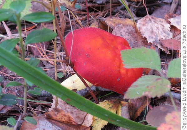 Вот такая ещё яркая сыроежка.