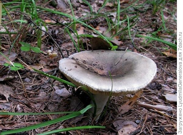 Эти сыроежки мы называем синявками.