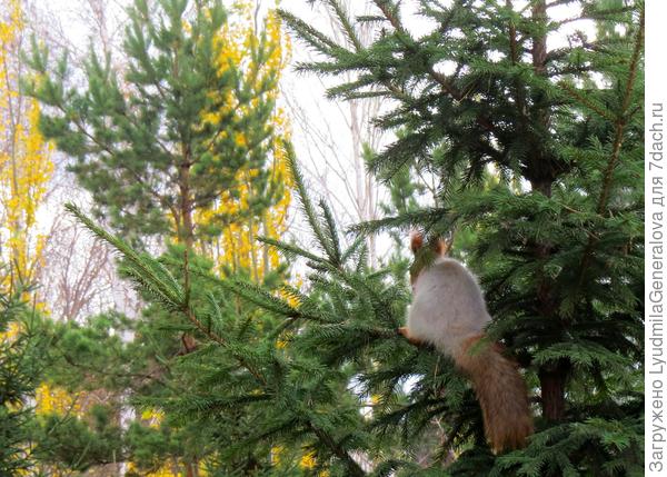 Наверное тоже любуется последними золотыми листочками