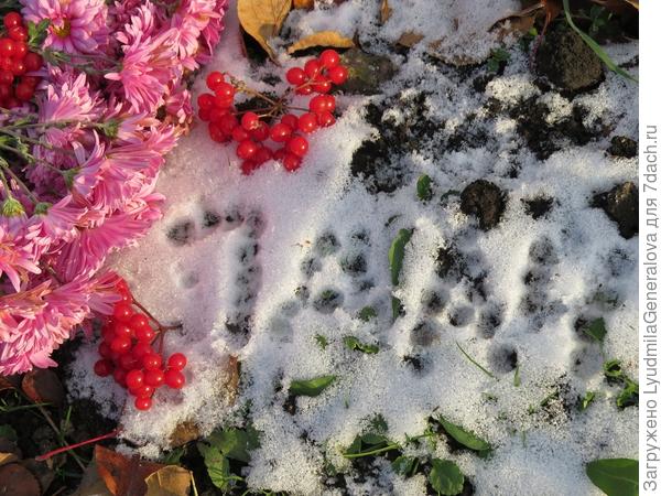 Снимок сделан несколько часов назад. Нарезала ведро кистей калины, срезала хризантемы, прикрыла виноград и розы....