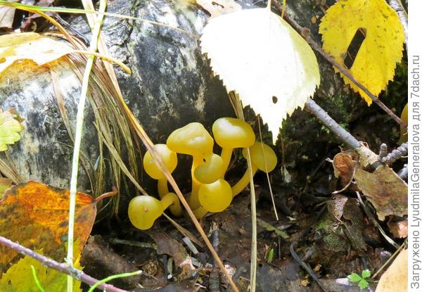 ЛЕОТИЯ  ЛУБРИКА