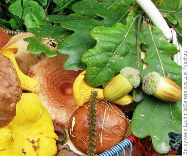 Розовая волнушка в корзине, рядом маслёнок, лисички.