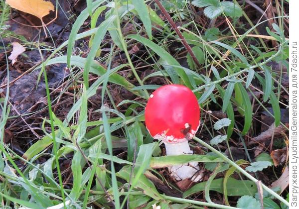 Почти глянцевая шапочка у мухомора