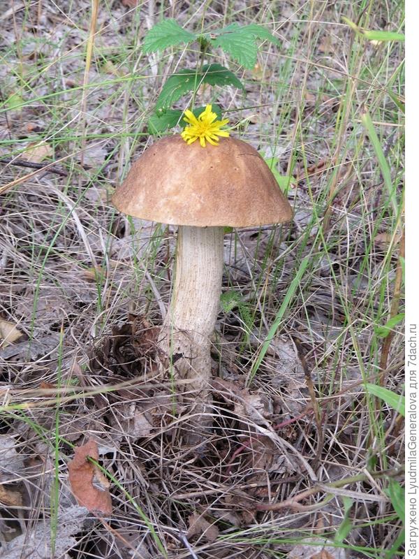 Подберёзовичка...модница