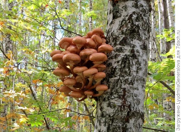 А эта кучка любопытных опят бесстрашно оторвалась от земли и, наверное, безумно рады посмотреть на мир с высока!