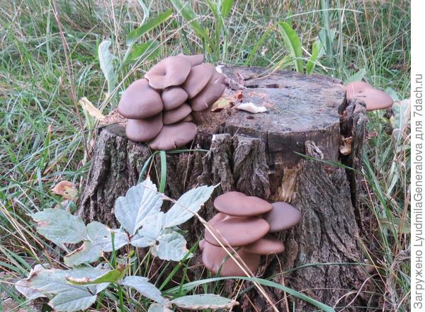 Вешенки осенние тоже растут семьями. Чаще встречаются на старом тополе, пнях, валежнике. Шляпки мясистые, но выраженного грибного запах нет. Собирают молодые грибы.