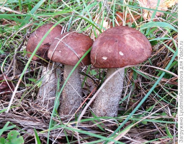 Загуляли? Заблудились? Объединились! Дружные ребята.