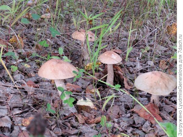 Молоденькие, крепенькие, чистенькие. Их ещё никто не успел подпортить.