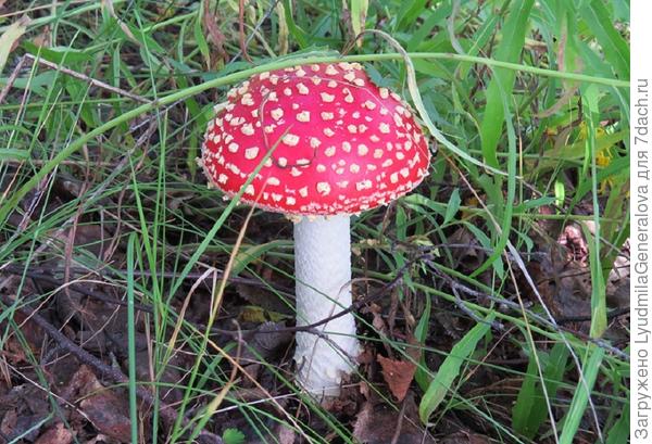 Мухомор с "точечным" рисунком на шляпке